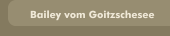 Bailey vom Goitzschesee